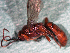  (Dirophanes sp - EE-18837-85 P1)  @12 [ ] Unspecified (default): All Rights Reserved  Unspecified Unspecified