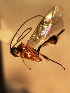  ( - EE-2451-92R P2)  @12 [ ] Unspecified (default): All Rights Reserved  Unspecified Unspecified
