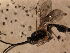  (Hyposoter sp - EE-H258-91 P3)  @12 [ ] Unspecified (default): All Rights Reserved  Unspecified Unspecified