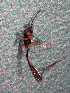  (Pristomerus sp - EE-1385-86 P1)  @11 [ ] Unspecified (default): All Rights Reserved  Unspecified Unspecified