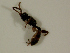  (Theroscopus sp - EE-1-84 P1-02)  @11 [ ] Unspecified (default): All Rights Reserved  Unspecified Unspecified