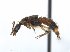  (Paederomimus - CCDB-25512-D09)  @14 [ ] CreativeCommons  Attribution Non-Commercial Share-Alike (2016) M. Alex Smith University of Guelph