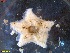  (Pteraster pulvillus - IceAGE_32595)  @11 [ ] Unspecified (default): All Rights Reserved  Unspecified Unspecified