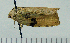  ( - ASTOR-11-0002)  @12 [ ] Unspecified (default): All Rights Reserved  Unspecified Unspecified