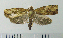  (Isodemis serpentinana - ASTOR-11-0063)  @13 [ ] Unspecified (default): All Rights Reserved  Unspecified Unspecified