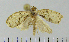  (Adoxophyes parastropha - ASTOR-11-0169)  @13 [ ] Unspecified (default): All Rights Reserved  Unspecified Unspecified
