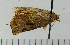  (Chiraps chlorotypa - ASTOR-11-0294)  @11 [ ] Unspecified (default): All Rights Reserved  Unspecified Unspecified