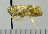  (Terthreutis xanthocycla - ASTOR-11-0307)  @12 [ ] Unspecified (default): All Rights Reserved  Unspecified Unspecified
