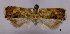  (Reptilisocia - ASTOR-11-0397)  @11 [ ] Unspecified (default): All Rights Reserved  Unspecified Unspecified