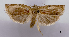  (Homona coffearia - ASTOR-11-0409)  @13 [ ] Unspecified (default): All Rights Reserved  Unspecified Unspecified