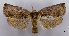  (Homona tabescens - ASTOR-11-0423)  @13 [ ] Unspecified (default): All Rights Reserved  Unspecified Unspecified