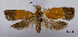  (Loboschiza koenigana - ASTOR-11-0448)  @11 [ ] Unspecified (default): All Rights Reserved  Unspecified Unspecified