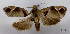  ( - ASTOR-11-0504)  @12 [ ] Unspecified (default): All Rights Reserved  Unspecified Unspecified