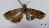 (Acanthoclita balanoptycha - ASTOR-11-0539)  @11 [ ] Unspecified (default): All Rights Reserved  Unspecified Unspecified