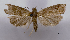  (Matsumuraeses metacritica - ASTOR-11-0575)  @12 [ ] Unspecified (default): All Rights Reserved  Unspecified Unspecified