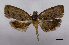  (Fulcrifera tricentra - ASTOR-11-0599)  @13 [ ] Unspecified (default): All Rights Reserved  Unspecified Unspecified