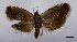  ( - ASTOR-11-0602)  @11 [ ] Unspecified (default): All Rights Reserved  Unspecified Unspecified