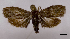  (Grapholita prolopha - ASTOR-11-0612)  @11 [ ] Unspecified (default): All Rights Reserved  Unspecified Unspecified
