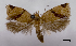  (Diplocalyptis apona - ASTOR-11-0613)  @11 [ ] Unspecified (default): All Rights Reserved  Unspecified Unspecified