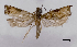  (Fibuloides modificana - ASTOR-11-0630)  @11 [ ] Unspecified (default): All Rights Reserved  Unspecified Unspecified