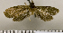  (Drachmobola dentiuncana - ASTOR-11-0645)  @11 [ ] Unspecified (default): All Rights Reserved  Unspecified Unspecified