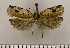  (Rhopobota svetlanae - ASTOR-11-0656)  @11 [ ] Unspecified (default): All Rights Reserved  Unspecified Unspecified