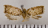  (Trophocosta - ASTOR-11-0665)  @12 [ ] Unspecified (default): All Rights Reserved  Unspecified Unspecified
