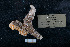  ( - ACE ASCCC 0272.2)  @11 [ ] Unspecified (default): All Rights Reserved  Unspecified Unspecified