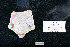  (Hymenaster edax - ADP3-S44-MT5)  @11 [ ] Unspecified (default): All Rights Reserved  Unspecified Unspecified