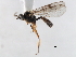  (Dialipsis jft02 - 06-PROBE-4465)  @14 [ ] CreativeCommons - Attribution (2010) Unspecified Centre for Biodiversity Genomics