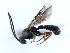  ( - 07PROBE-20311)  @13 [ ] CreativeCommons - Attribution (2009) Unspecified Centre for Biodiversity Genomics
