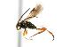  (Microgaster jft10 - HYM-00001431)  @12 [ ] CreativeCommons - Attribution (2008) Unspecified Centre for Biodiversity Genomics