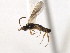  (Stenomacrus jft21 - 06-PROBE-3862)  @13 [ ] CreativeCommons - Attribution (2010) Unspecified Centre for Biodiversity Genomics