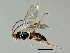  (Stenomacrus jft16 - 07PROBE-23944)  @14 [ ] CreativeCommons - Attribution (2010) Unspecified Centre for Biodiversity Genomics