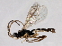  (Stenomacrus jft13 - 07PROBE-24258)  @14 [ ] CreativeCommons - Attribution (2009) Unspecified Centre for Biodiversity Genomics