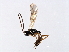  (Eusterinx jft05 - 07PROBE-21844)  @13 [ ] CreativeCommons - Attribution (2009) Unspecified Centre for Biodiversity Genomics