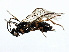  ( - 07PROBE-22231)  @13 [ ] CreativeCommons - Attribution (2009) Unspecified Centre for Biodiversity Genomics