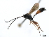  ( - 07PROBE-22989)  @13 [ ] CreativeCommons - Attribution (2009) Unspecified Centre for Biodiversity Genomics