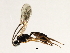  (Eusterinx sp - 07PROBE-23322)  @13 [ ] CreativeCommons - Attribution (2009) Unspecified Centre for Biodiversity Genomics