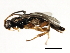  (Stenomacrus jft12 - 07PROBE-23374)  @14 [ ] CreativeCommons - Attribution (2009) Unspecified Centre for Biodiversity Genomics