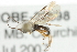  ( - 07PROBE-22598)  @12 [ ] CreativeCommons - Attribution (2010) CBG Photography Group Centre for Biodiversity Genomics