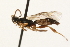  (Orthocentrus jft14 - 07PROBE-23083)  @13 [ ] CreativeCommons - Attribution (2009) Unspecified Centre for Biodiversity Genomics