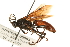  (Ichneumon formosus - 07PROBE-23093)  @15 [ ] CreativeCommons - Attribution (2009) Unspecified Centre for Biodiversity Genomics