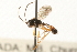  (Sussaba cognata - 07PROBE-23120)  @14 [ ] CreativeCommons - Attribution (2009) Unspecified Centre for Biodiversity Genomics