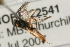  ( - 07PROBE-22541)  @13 [ ] CreativeCommons - Attribution (2009) Unspecified Centre for Biodiversity Genomics