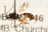  (Mesoleptus laticinctus - 07PROBE-22746)  @14 [ ] CreativeCommons - Attribution (2009) Unspecified Centre for Biodiversity Genomics