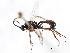  (Sulcarius biannulatus - 07PROBE-23758)  @14 [ ] CreativeCommons - Attribution (2010) Unspecified Centre for Biodiversity Genomics
