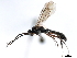  ( - CNCH0358)  @13 [ ] CreativeCommons - Attribution (2010) Unspecified Centre for Biodiversity Genomics