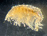  ( - HMSC174_01019)  @11 [ ] by-nc-sa  Unspecified Huntsman Marine Science Centre