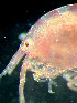  ( - HMSC174_01021)  @11 [ ] by-nc-sa  Unspecified Huntsman Marine Science Centre